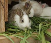 Учимся правильно кормить кроликов травой