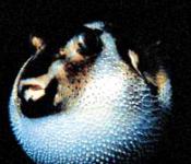 Иглобрюхи — это самые опасные рыбы океана?